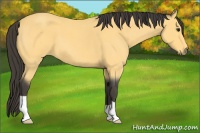 Horse Color:Buckskin Roan 