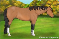 Horse Color:Bay Roan 