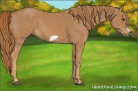 Horse Color:Chestnut Frame 