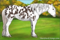 Horse Color:Liver Chestnut Appaloosa 