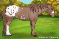 Horse Color:Chestnut Appaloosa 