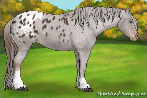 Horse Color: Liver Chestnut Blanket 
