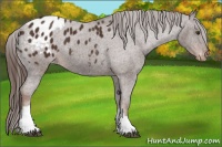 Horse Color:Liver Chestnut Appaloosa 