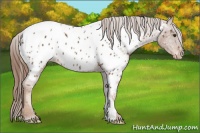 Horse Color:Chestnut Near Leopard 