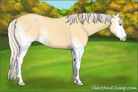 Horse Color:White Spotted Silver Amber Cream Champagne Dun