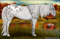 Horse Color:Silver Blue Roan Appaloosa Rabicano 