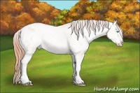 Horse Color:Sable Champagne Pearl Dun Blanket Rabicano 