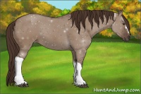 Horse Color:ERROR: UNKNOWN ANOMALY