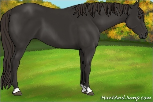 Horse Color: Liver Chestnut 