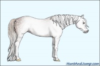 Horse Color:Gray Silver Bay Splash