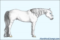 Horse Color:Gray Brown Splash Frame 