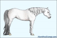 Horse Color:Gray Bay 