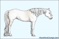 Horse Color:Gray Silver Amber Champagne Dun Splash 