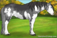 Horse Color:Black Splash