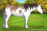 Horse Color:Bay Splash 