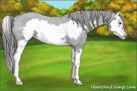 Horse Color:Blue Roan Splash Frame Varnish 
