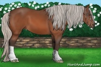 Horse Color:Silver Bay 