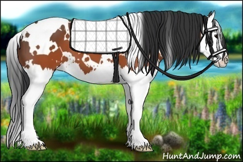 Horse Color: White Spotted Brown Splash 