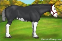 Horse Color:Black Splash 