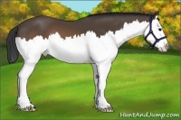 Horse Color:Brown Splash