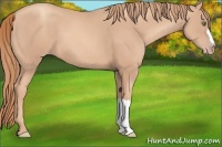 Horse Color:Gold Champagne 