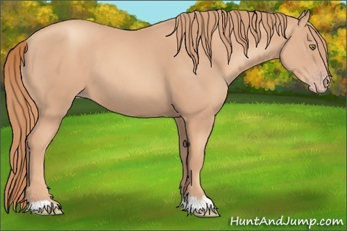 Horse Color: Gold Champagne 
