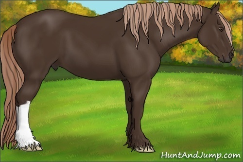 Horse Color: Liver Chestnut 