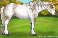 Horse Color:White Spotted Chocolate Palomino
