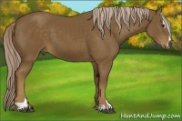 Horse Color:Chocolate Palomino Sabino