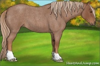 Horse Color:Red Roan 