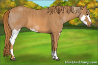 Horse Color:Red Dun Splash  Brindle
