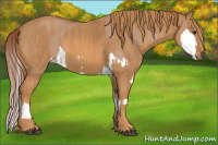 Horse Color:Red Dun Splash Brindle