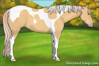 Horse Color:Gold Cream Champagne Tobiano