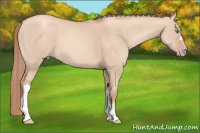 Horse Color:Gold Champagne Dun 