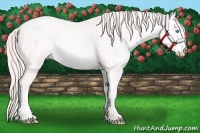 Horse Color:Perlino 