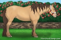 Horse Color:Sable Cream Champagne 