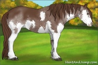 Horse Color:Liver Chestnut Splash 