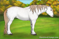 Horse Color:White Spotted Chestnut