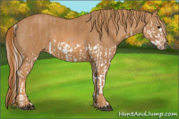 Horse Color:Red Dun Splash  Brindle