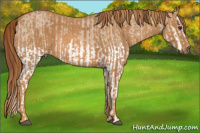 Horse Color:Red Dun Splash  Brindle