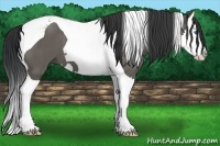 Horse Color:Grullo Splash Tobiano 