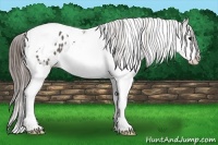 Horse Color:Grullo Splash Tobiano Appaloosa 