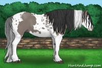 Horse Color:Grullo Splash Tobiano 