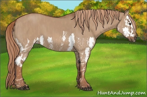Horse Color: Red Dun Splash  Brindle