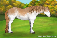Horse Color:White Spotted Chestnut 