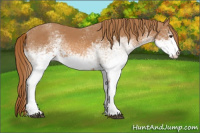 Horse Color:White Spotted Chestnut 