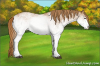 Horse Color:White Spotted Chestnut 