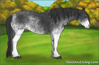 Horse Color:White Spotted Black Splash 