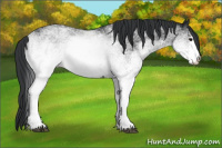Horse Color:White Spotted Black 
