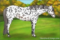 Horse Color:Brown Appaloosa 